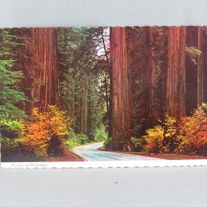 Vintage Postcard - Avenue of Giants Parkway California - Continental Card